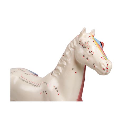 schéma umiestnenia magnetických prsteňov na palcoch nôh s vyznačenými 