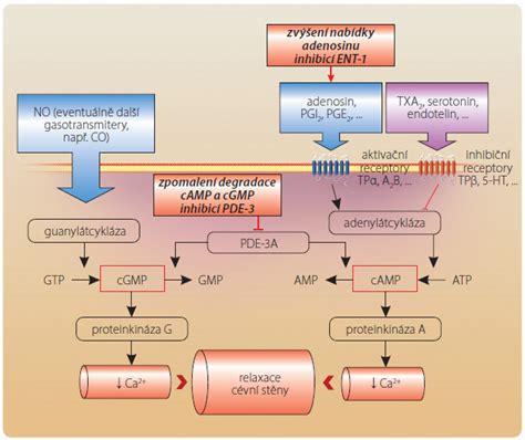 Schéma znázorňujúca cyklický vzťah medzi obezitou, depresiou, metabolickými procesmi a imunitným systémom.