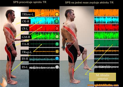 Schéma svalových partií zapojených pri cvičení na eliptickom trenažéri (nohy, ruky, core)