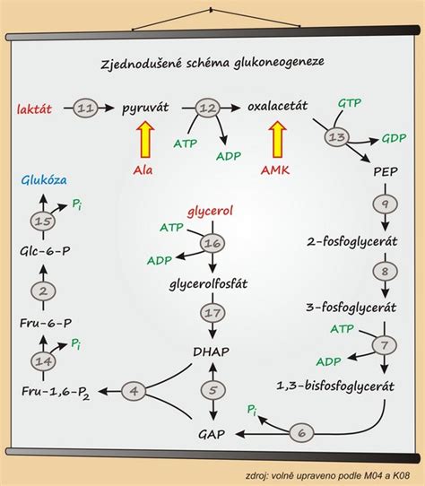 Schéma biochemického procesu vzniku kyseliny mliečnej (laktátu) v svaloch pri anaeróbnej glykolýze.