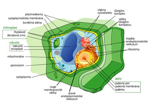 Schéma metabolických dráh v rastlinnej bunke