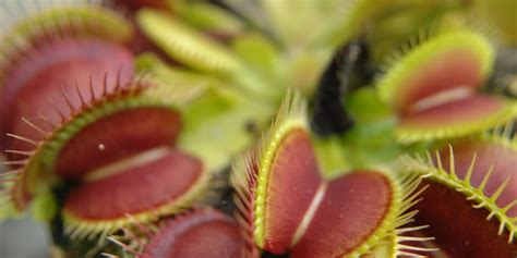 Ilustrácia mäsožravej rastliny, napr. rosičky alebo mucholapky