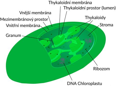 Schéma štruktúry chloroplastu a umiestnenie tylakoidov