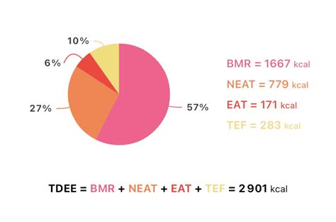 Infografika rozkladu zložiek celkového denného energetického výdaja (BMR, TEF, fyzická aktivita)