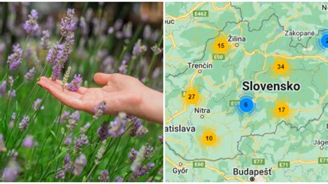 Ilustračná fotografia plodov rastliny Caigua