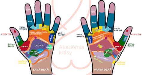 Detailná schéma nervových dráh v ruke a prstoch