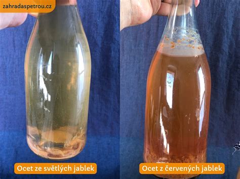 Fotka domáceho jablčného octu v sklenenej fľaši