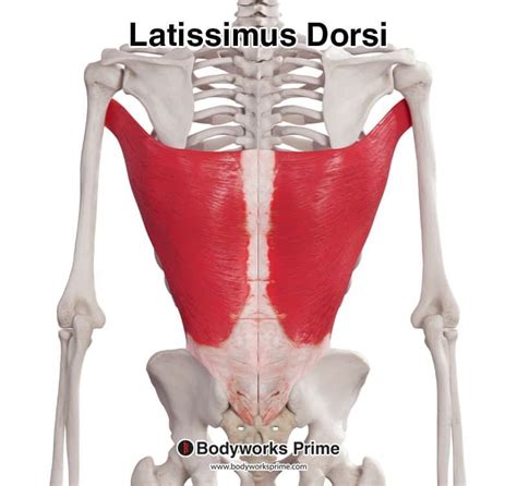 Detailná schéma svalov chrbta s vyznačeným latissimus dorsi