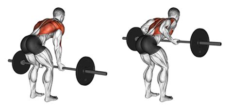 Nákres správnej techniky príťahov činky v predklone