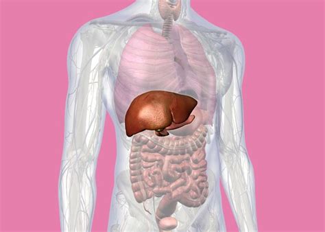 Schéma prirodzených detoxikačných orgánov (pečeň, obličky, pľúca, koža) znázorňujúca proces vylučovania toxínov