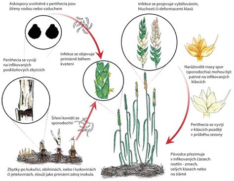 porovnávacia schéma nutričných hodnôt klasickej pšenice a špaldy