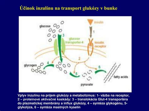 Schéma znázorňujúca kľúčové orgány zapojené do metabolizmu glukózy: pankreas (produkcia inzulínu), pečeň, svaly a tukové tkanivo.
