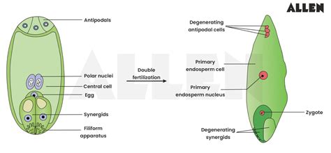 Schéma rozdielu medzi celozrnným zrnom (obsahuje obaly, klíček, endosperm) a bielou múkou (iba endosperm)
