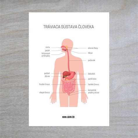 Schéma: Vnútorné orgány stlačené korzetom s vyznačením možného vplyvu na dýchanie a prietok krvi