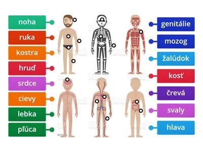 ilustrácia gravitačného vplyvu Mesiaca na Zem a ľudské telo