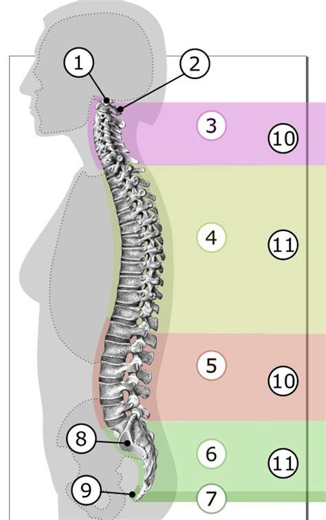 infografika znázorňujúca hlavné časti chrbtice a svalové skupiny zodpovedné za stabilitu trupu