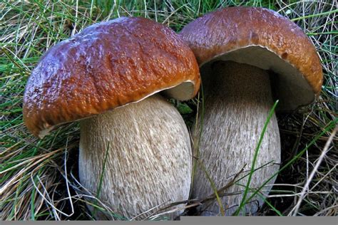 Rozdiel medzi celozrnnou a bielou múkou