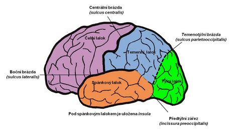 Ilustrácia mozgovej aktivity alebo pamäťových funkcií
