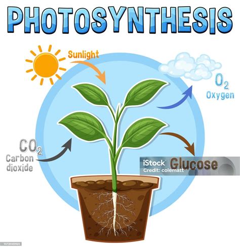 Schematické znázornenie procesu fotosyntézy v chloroplaste.