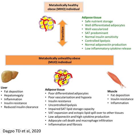 Ilustrácia energetického metabolizmu a tukového tkaniva
