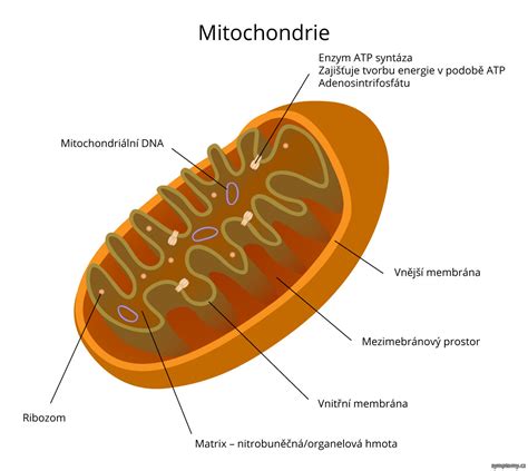 Schéma funkcie mitochondrií v bunke