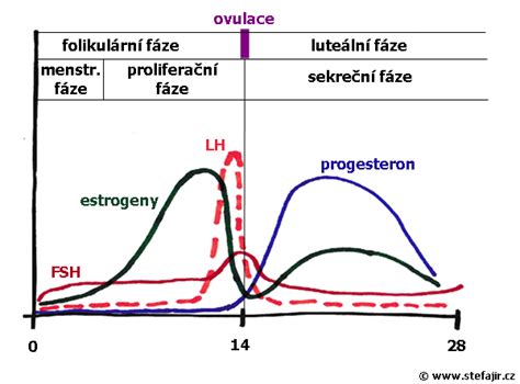 graf znázorňujúci hladiny hormónov počas menštruačného cyklu