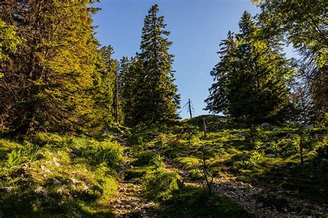fotografia jedľového lesa alebo vetvičky jedle