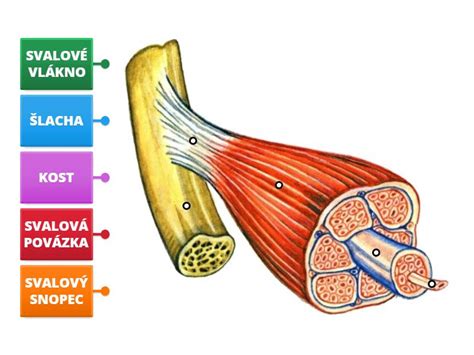 Schéma znázorňujúca pôsobenie vibrácií na svalové vlákna.