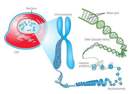 Ilustrácia chromozómov a DNA reťazca