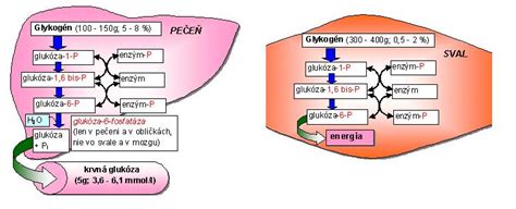 Schéma metabolizmu sacharidov v pečeni