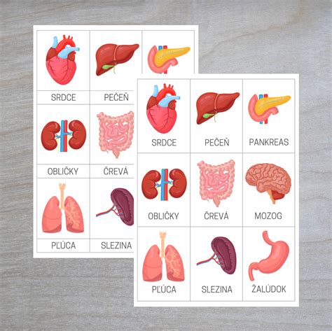 Ilustrácia znázorňujúca ukladanie tuku v rôznych častiach tela a jeho vplyv na orgány