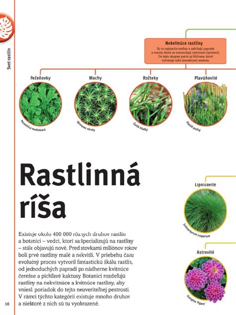 Ilustrácia rôznych častí fenikla: hľuza, listy, semená