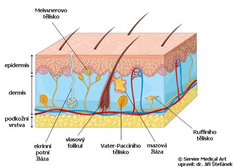 Infografika zobrazujúca účinok rádiofrekvencie na kožné vrstvy a tvorbu kolagénu