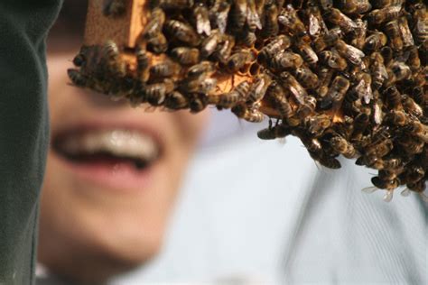 Včela zbierajúca peľ z kvetu