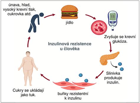 Ilustrácia znázorňujúca chemickú štruktúru ketolátok a ich tvorbu z tukových zásob.