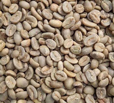 Ilustračné foto nepražených zelených kávových zŕn