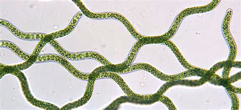 typická morfologická štruktúra Arthrospira platensis
