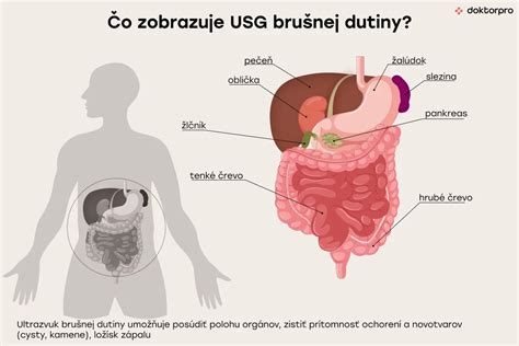 Schematické znázornenie brušnej dutiny s vyznačením viscerálneho tuku okolo orgánov a podkožného tuku pod kožou