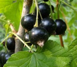 Obrázok zrelých čiernych ríbezlí na kríku