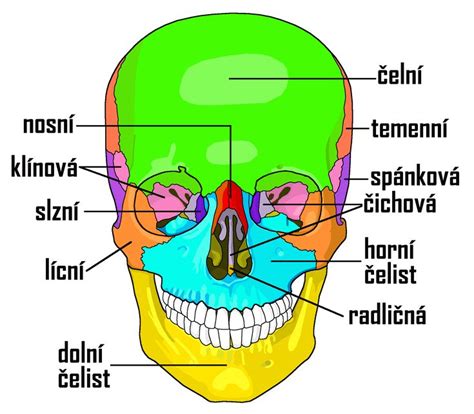 Ilustrácia nosohltana s vyznačenou nosovou mandľou.