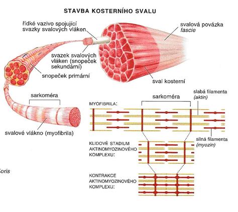 ilustrácia svalového vlákna a znázornením účinku kreatínu a proteínov