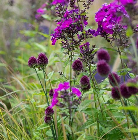 Ilustračná fotografia rastliny Pestreca mariánskeho s charakteristickými fialovými kvetmi a bodliakovými listami