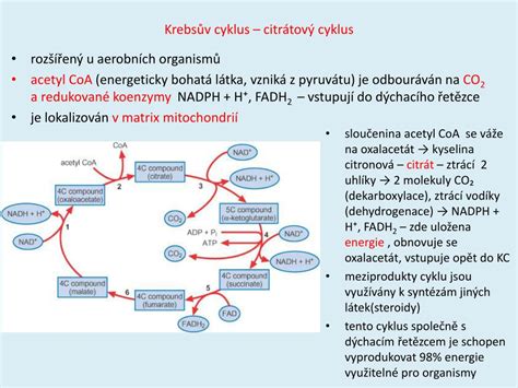 Ilustrácia znázorňujúca chemickú štruktúru fruktózy a jej metabolický cyklus v pečeni.