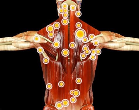 Ilustrácia svalovej regenerácie po cvičení