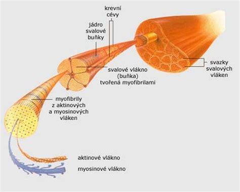 Schéma pôsobenia EMS na svalové vlákna