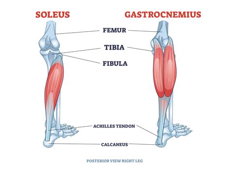 Ilustrácia ženskej a mužskej anatómii lýtok s vyznačenými hlavnými svalmi (gastrocnemius a soleus)