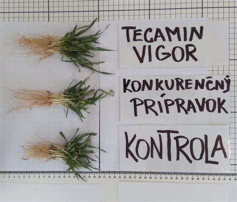 Koláž rôznych druhov morských rias s popisom