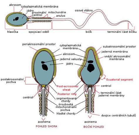 ilustrácia porovnávajúca zdravú spermiu a spermiu s poškodenou DNA