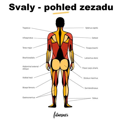 Ilustrácia znázorňujúca rozdelenie stehien na vnútorné, vonkajšie, predné a zadné.