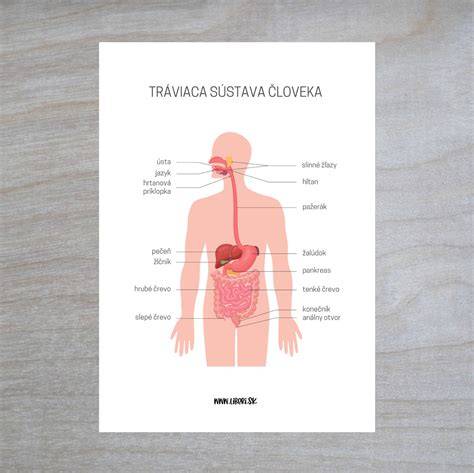 Ilustrácia znázorňujúca zdravé orgány tela a ich funkcie pri detoxikácii